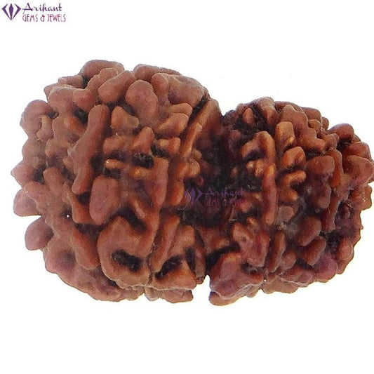10 Mukhi  GAURI SHANKER NEPALI RUDRAKSHA 100% Original & Certified
