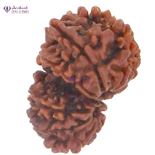 10 Mukhi GAURI SHANKER NEPALI RUDRAKSHA 100% Original & Certified