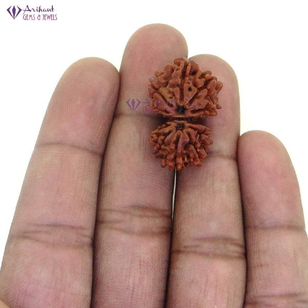 10 Mukhi GAURI SHANKER NEPALI RUDRAKSHA 100% Original & Certified