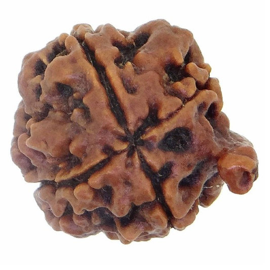 4 Mukhi  GANESH JI NEPALI RUDRAKSHA 100% Original & Certified