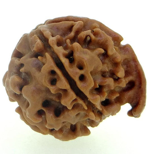 5 Mukhi  GANESH JI NEPALI RUDRAKSHA 100% Original & Certified