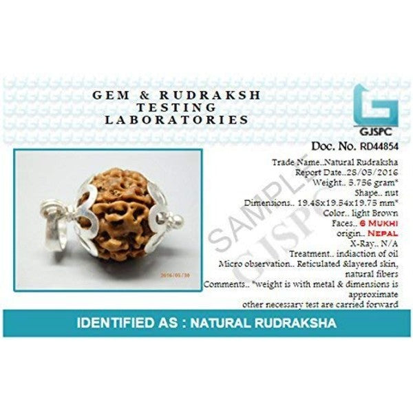 6 Mukhi GANESH JI NEPALI RUDRAKSHA 100% Original & Certified