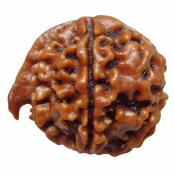 6 Mukhi GANESH JI NEPALI RUDRAKSHA 100% Original & Certified