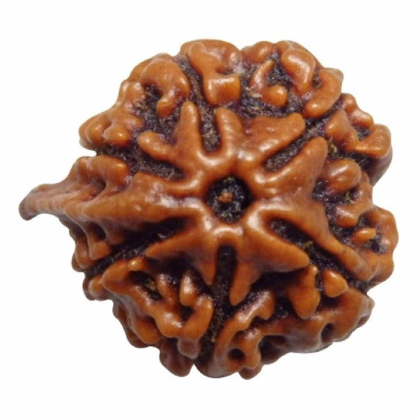 6 Mukhi GANESH JI NEPALI RUDRAKSHA 100% Original & Certified