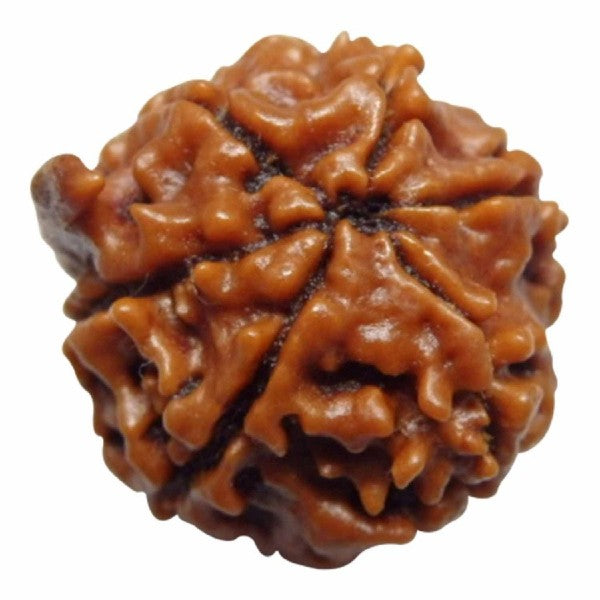 6 Mukhi GANESH JI NEPALI RUDRAKSHA 100% Original & Certified