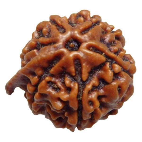 6 Mukhi GANESH JI NEPALI RUDRAKSHA 100% Original & Certified