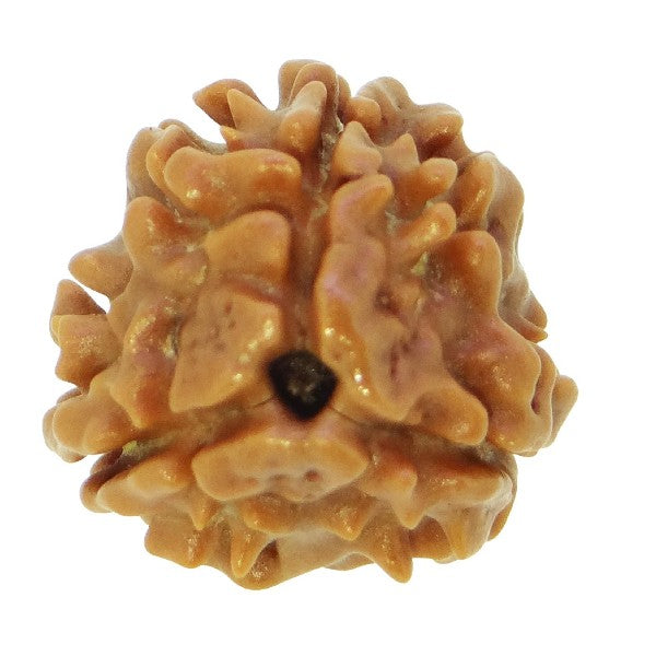 3 Mukhi NEPALI RUDRAKSHA / Three Faced RUDRAKSHA 100% Original & Certified (3 MUKHI RUDRAKSHA)