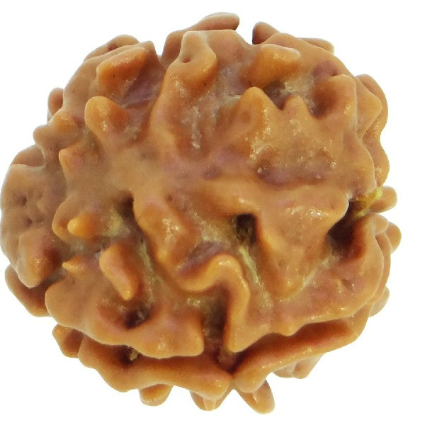 3 Mukhi NEPALI RUDRAKSHA / Three Faced RUDRAKSHA 100% Original & Certified (3 MUKHI RUDRAKSHA)