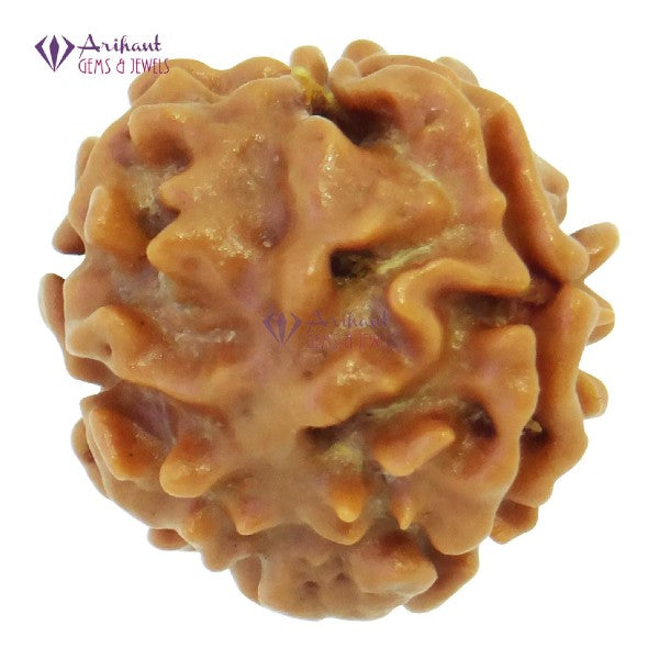 3 Mukhi NEPALI RUDRAKSHA / Three Faced RUDRAKSHA 100% Original & Certified (3 MUKHI RUDRAKSHA)