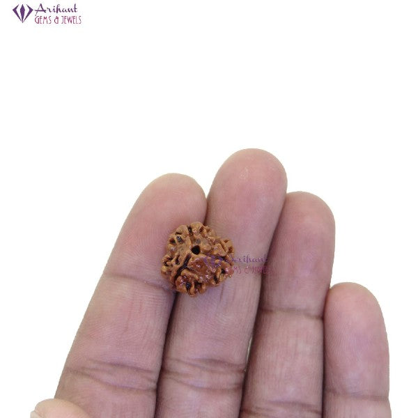 3 Mukhi NEPALI RUDRAKSHA / Three Faced RUDRAKSHA 100% Original & Certified (3 MUKHI RUDRAKSHA)