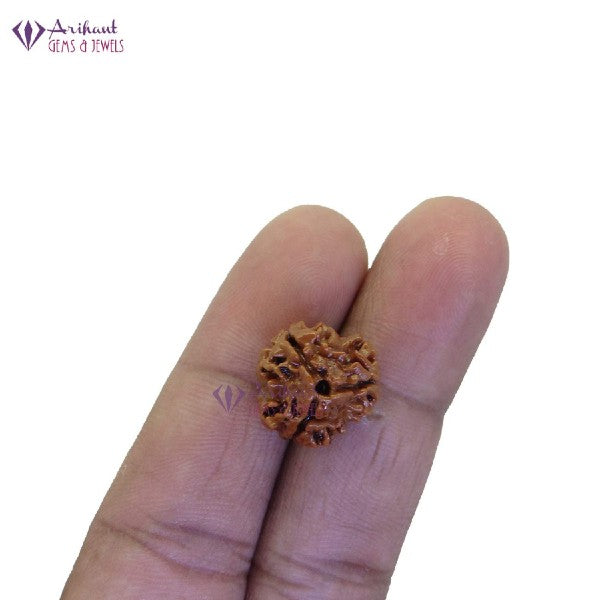 3 Mukhi NEPALI RUDRAKSHA / Three Faced RUDRAKSHA 100% Original & Certified (3 MUKHI RUDRAKSHA)