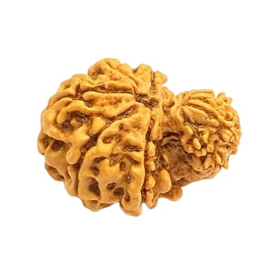 Certified Natural Nepali Garbh Gauri Rudraksha Bead for Peace, Prosperity & Motherhood Authentic Rudraksha for Divine Grace.