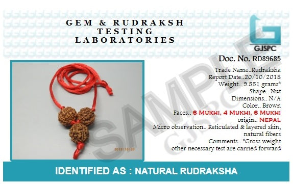 Arihant Gems & Jewels Brown Saraswati Bandh 2 Beads of 4 Mukhi/Faced & 1 Bead of 6 Mukhi/Faced Rudraksha | Natural & Certified | Astrological Rudraksha | Unisex Both for Men & Women