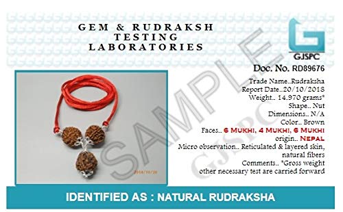 Arihant Gems & Jewels Silver Saraswati Bandh of Rudraksha 2 Beads of 4 mukhi and one Bead of 6 mukhi rudrakshas (Brown)