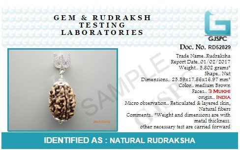 3 Mukhi India RUDRAKSHA Silver Pendant | Three Faced RUDRAKSHA by ARIHANT GEMS & JEWELS
