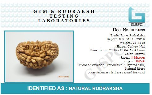 Rudraksha 1 and 2 Mukhi Indian RUDRAKSHA 100% Original & Certified RUDRAKSHA by Arihant Gems and Jewels