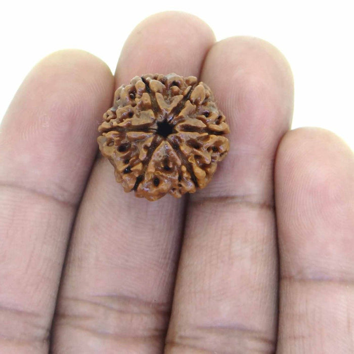 ARIHANT GEMS & JEWELS Brown Certified 6 Mukhi Nepali Rudraksha for Unisex