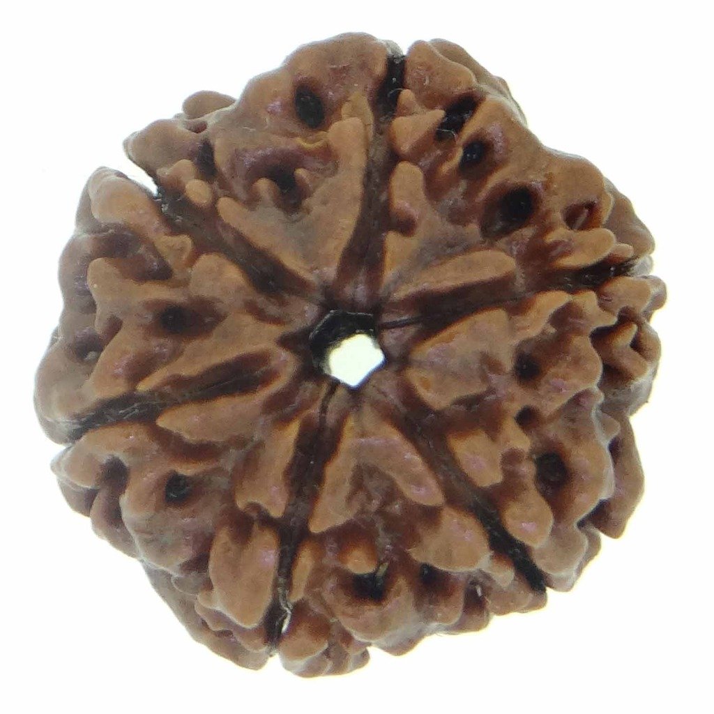 ARIHANT GEMS & JEWELS Brown Certified 6 Mukhi Nepali Rudraksha for Unisex