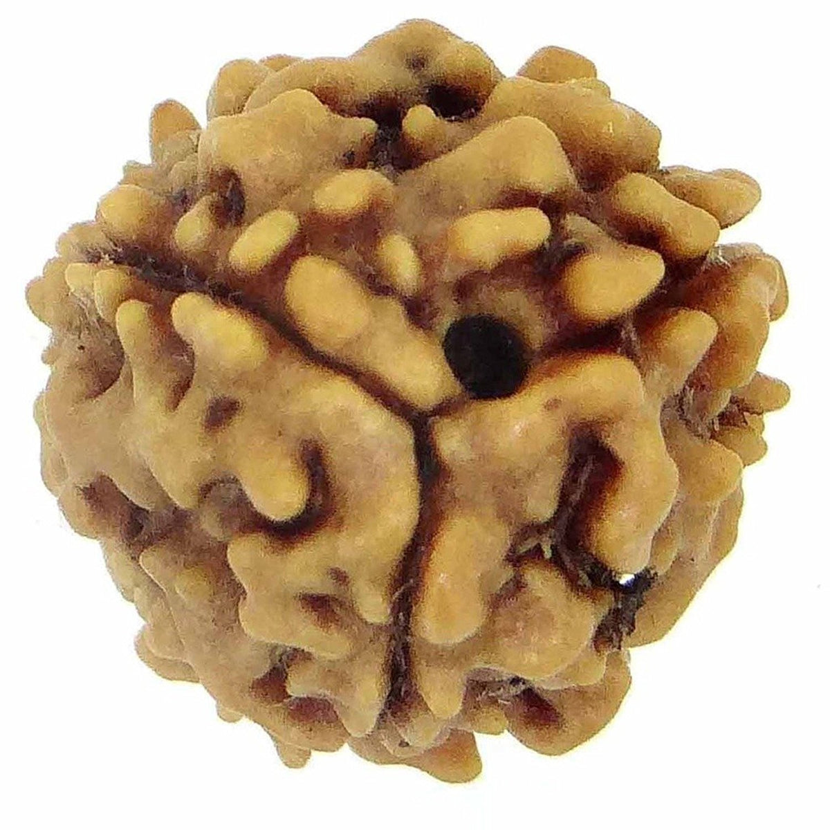 Arihant Gems & Jewels Brown 3 Mukhi Indian Rudraksha