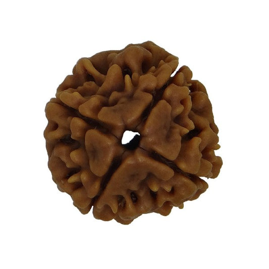 4 Mukhi NEPALI RUDRAKSHA / Four Faced RUDRAKSHA 100% Original & Certified   (4 MUKHI RUDRAKSHA)