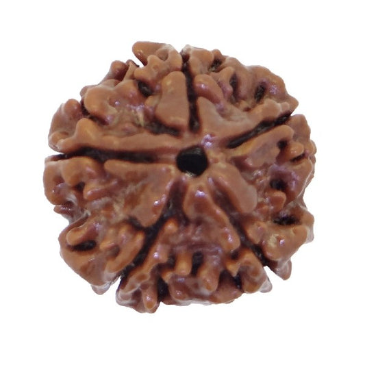 5 Mukhi NEPALI RUDRAKSHA  Five Faced RUDRAKSHA 100 Original  Certified   5 MUKHI RUDRAKSHA