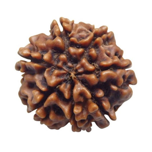 7 Mukhi NEPALI RUDRAKSHA  Seven Faced RUDRAKSHA 100 Original  Certified   7 MUKHI RUDRAKSHA