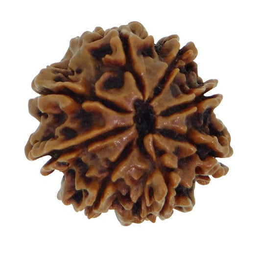 8 Mukhi NEPALI RUDRAKSHA / Eight Faced RUDRAKSHA 100% Original & Certified   ( 8 MUKHI RUDRAKSHA)