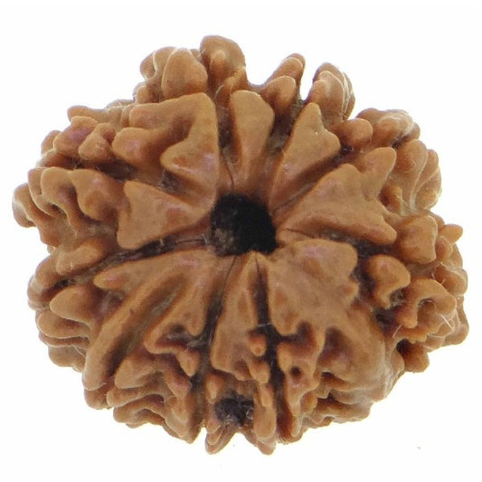 9 Mukhi NEPALI RUDRAKSHA / Nine Faced RUDRAKSHA 100% Original & Certified   (9 MUKHI RUDRAKSHA)