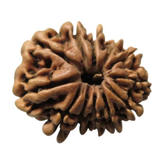 12 Mukhi NEPALI RUDRAKSHA / Twelve Faced RUDRAKSHA 100% Original & Certified   (12 MUKHI RUDRAKSHA)