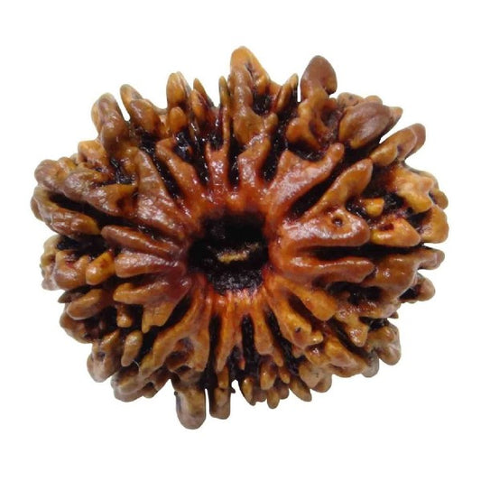 13 Mukhi NEPALI RUDRAKSHA / Thirteen Faced RUDRAKSHA 100% Original & Certified   (13 MUKHI RUDRAKSHA)