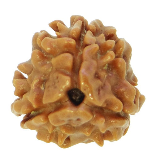 3 Mukhi NEPALI RUDRAKSHA / Three Faced RUDRAKSHA 100% Original & Certified   (3 MUKHI RUDRAKSHA)